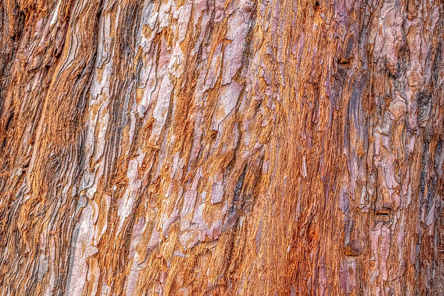 casca, casca de árvore, fibra, sequoia, estrutura, madeira, tribo, fundo, marrom, padrão