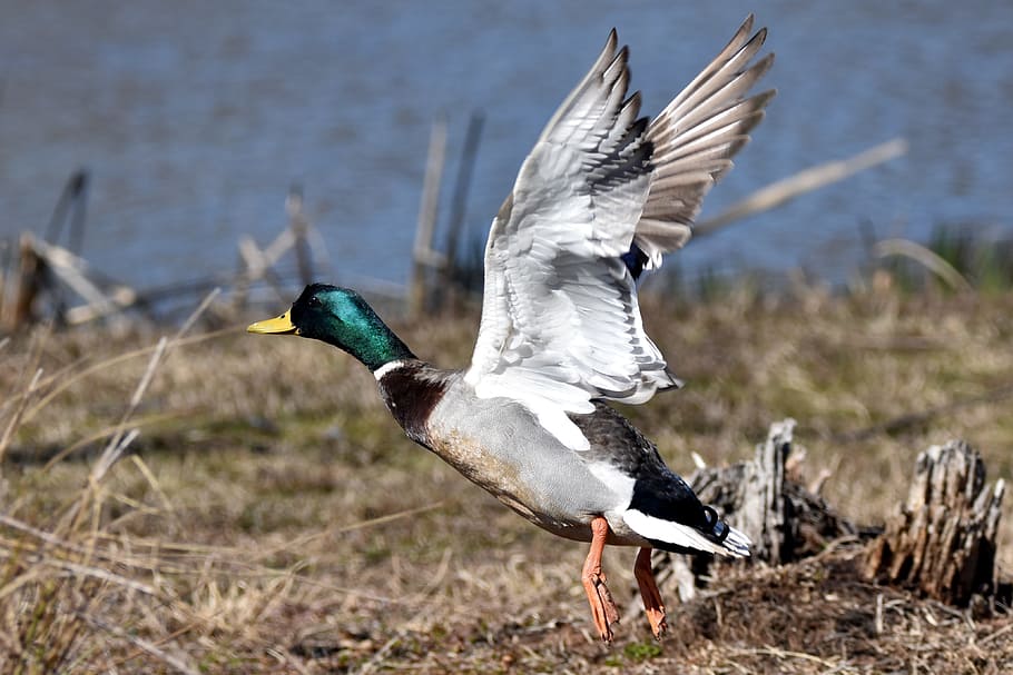 mallard duck, taking off, bird, animal themes, animal wildlife, animal, animals in the wild, flying, vertebrate, spread wings