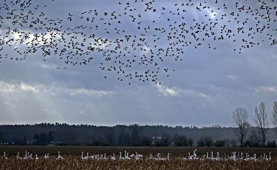 geese, flock of birds, migratory bird, swarm, bird, landscape, nature, mecklenburg western pomerania, griese area, animal