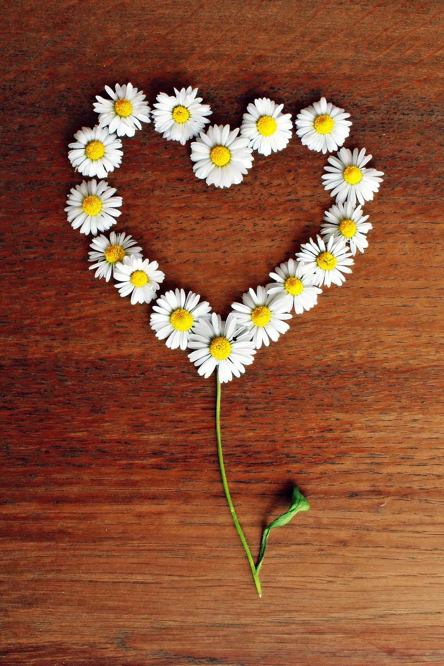 white, daisy flowers, heart-shape decor, brown, wooden, surface, white Daisy, flowers, heart-shape, decor