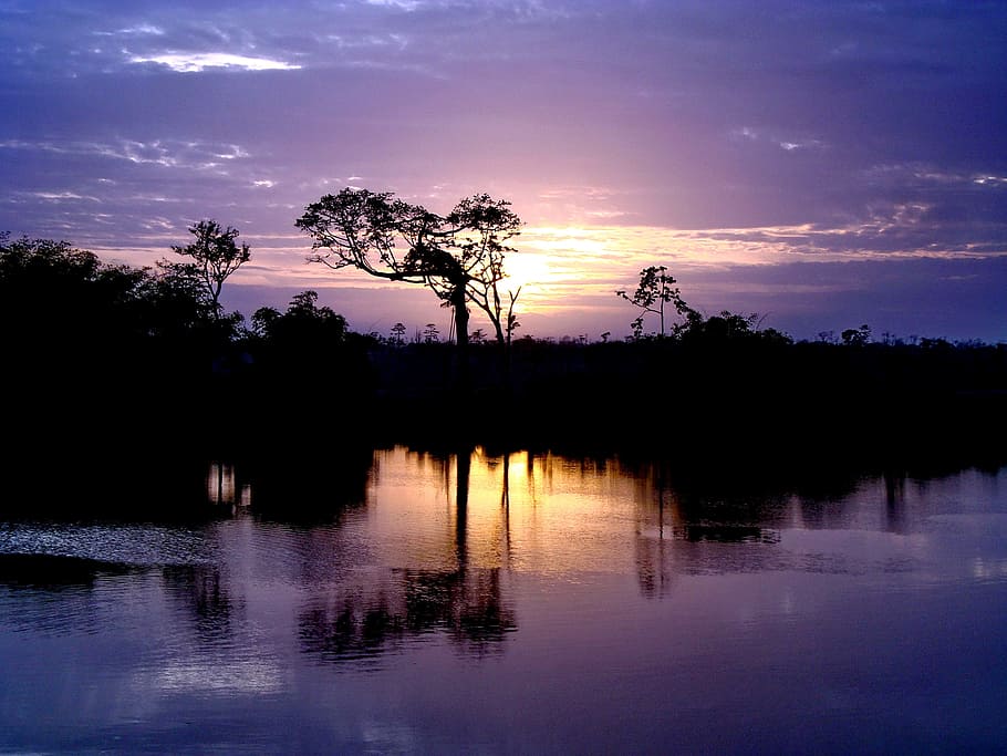 silhouette, tree, lake, gayana, the river demerara, demerara river, jungle, river, dawn, landscape
