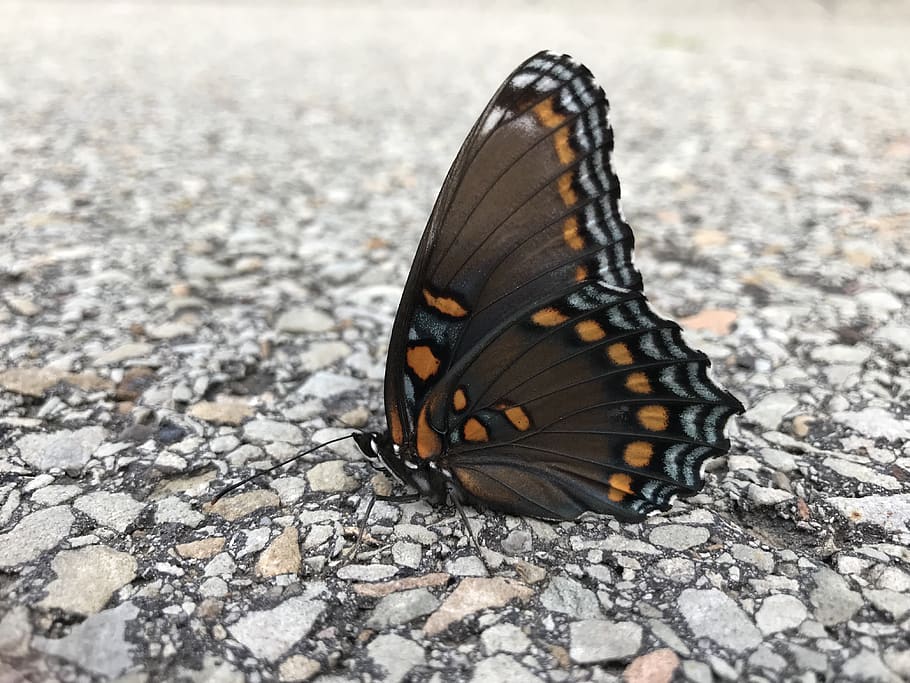 Butterfly Road Nature Insect Scenery Landscape Brown Gray Orange Animal Wildlife Pxfuel