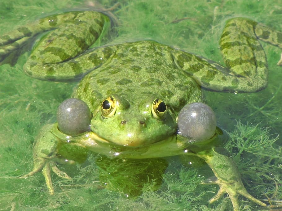 Frog, Vertebrates, Marshes, green, amphibian, wet, animal, wildlife, wild, zoology