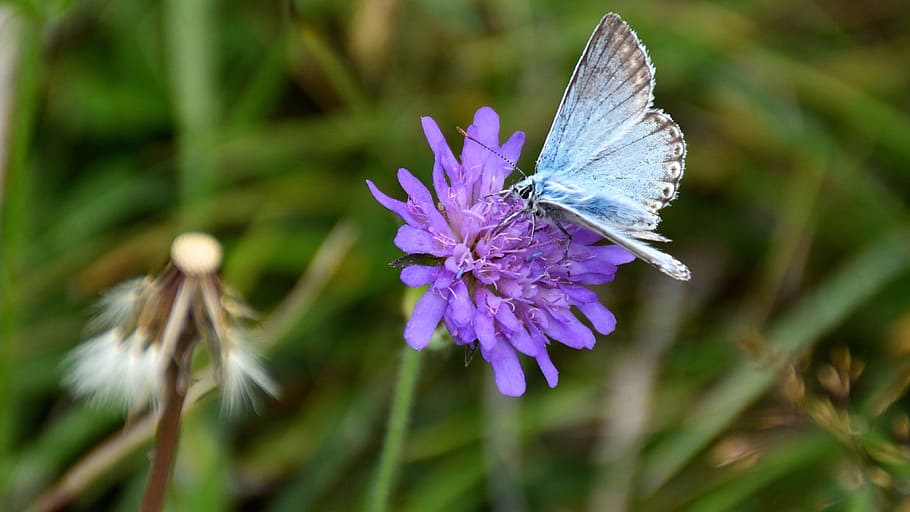 common, blue, butterfly perching, purple, petaled flower, selective, focus photography, butterfly, flower, nature