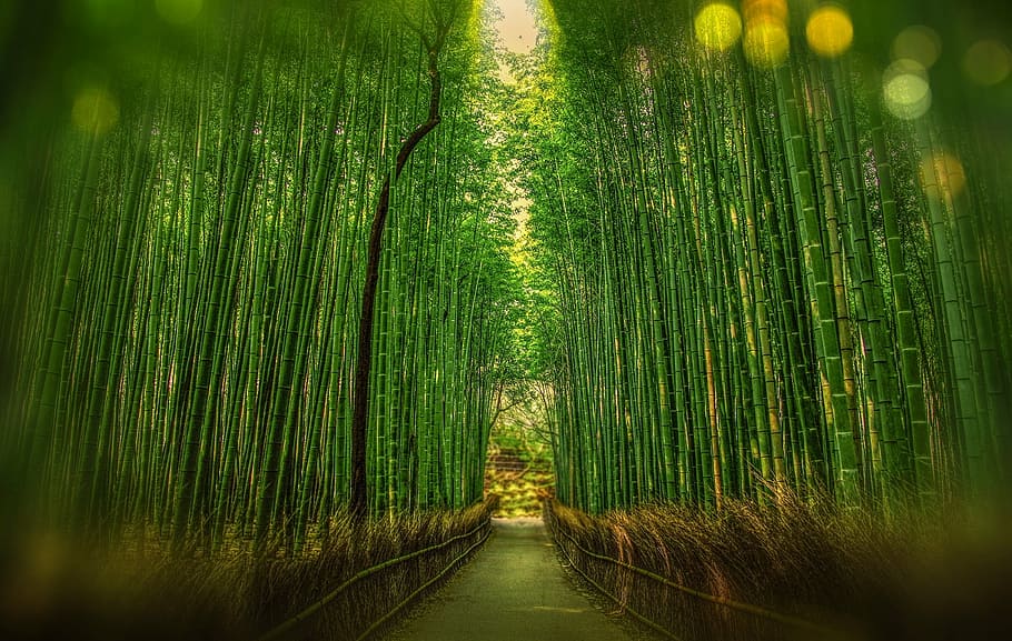 selective, focus photography, straight, pathway, bamboo trees, kyoto, japan, bamboo, bokeh, adventure
