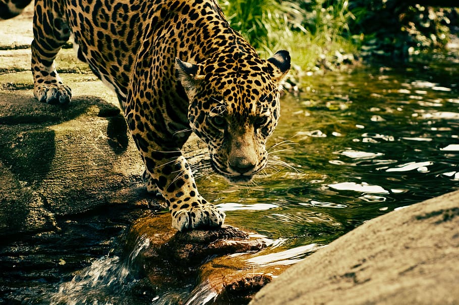 marrón, negro, jaguar, cruce, río, durante el día, naturaleza, paisaje, animal, vida silvestre