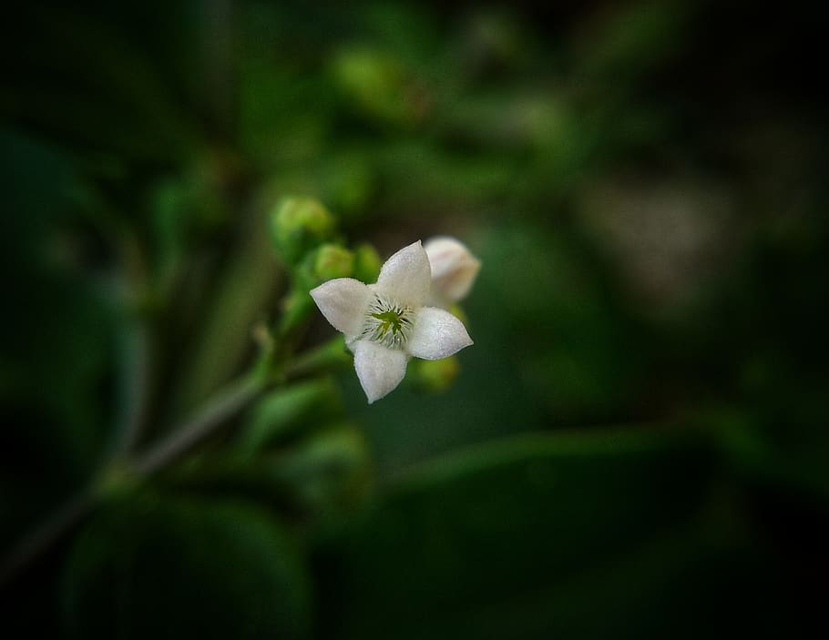 branco, flor, verde, plano de fundo, glória, glorioso, brilho, cor, pouco, beleza