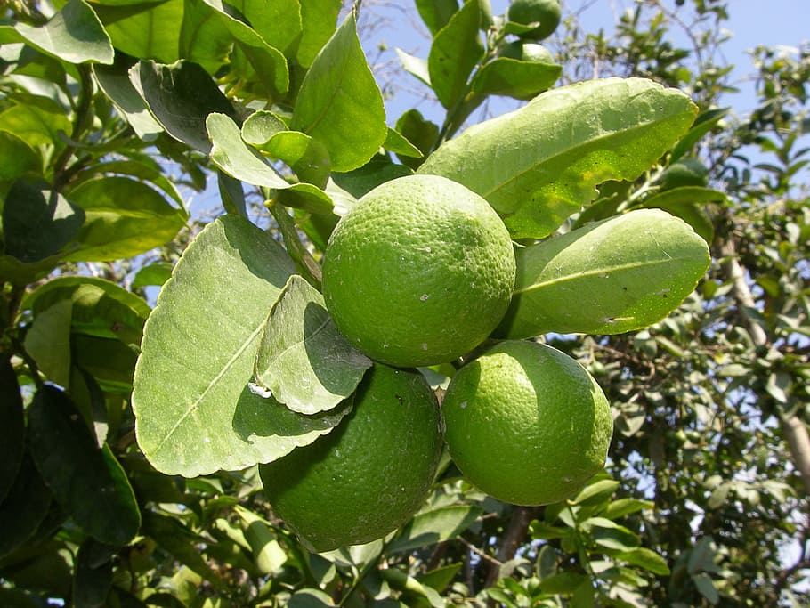 lemon, green, lime, fruit, citrus, fruit tree, acidity, refreshing, vitamin c, leaf