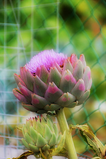 artichoke-vegetable-kitchen-food-garden-vegetable-garden-royalty-free-thumbnail.jpg