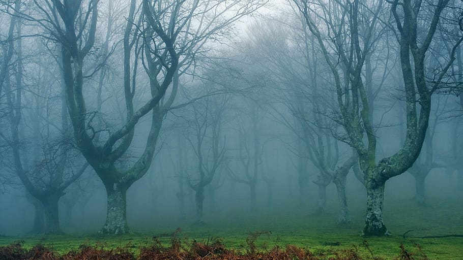 風景写真, 霧の森, 森, 夢, 薄暗い, 霧, 木, 自然, 風景, 静けさ
