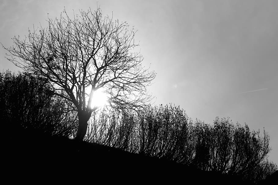 silhouette photography, withered, tree, three, high, ground, highland, plants, nature, grass