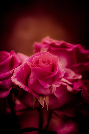 Free download | rose, flower, flowers, red rose, tender rose, pink rose ...