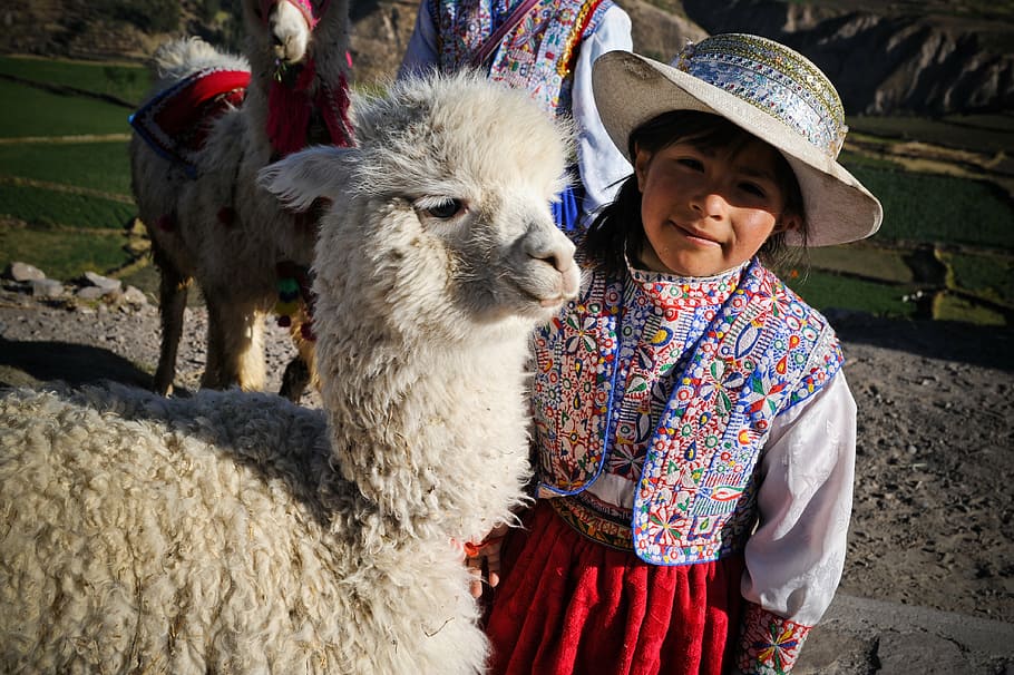 peru, the colca valley, inca, ande, little girl, blade, alpaca, cultures, llama, cusco City