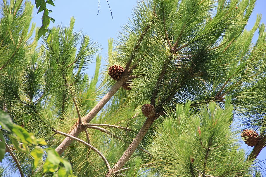 pine, tap, pine cones, nature, tree, pinus pinea, pinus, conifer, branch, outdoors