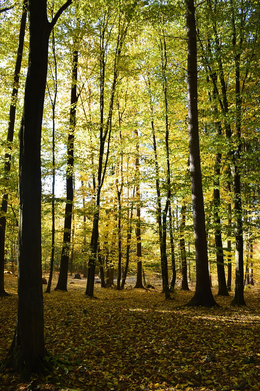 Forest, Autumn, Colors, Foliage, Wood, autumn, colors, nature, trees, light, leaves