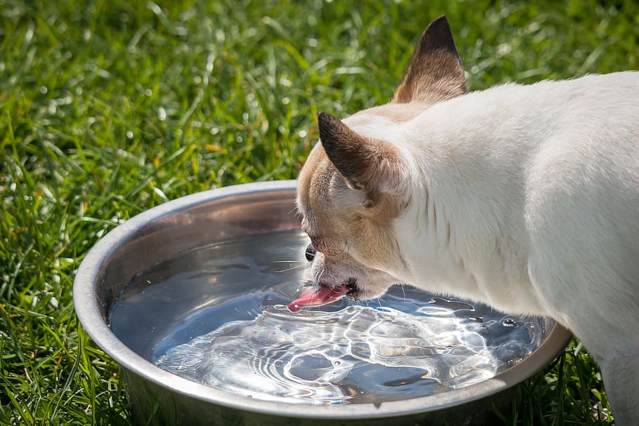 cachorro, água potável, Chihuahua, Chiwawa, língua, bebida, sede, água, tigela, pequeno