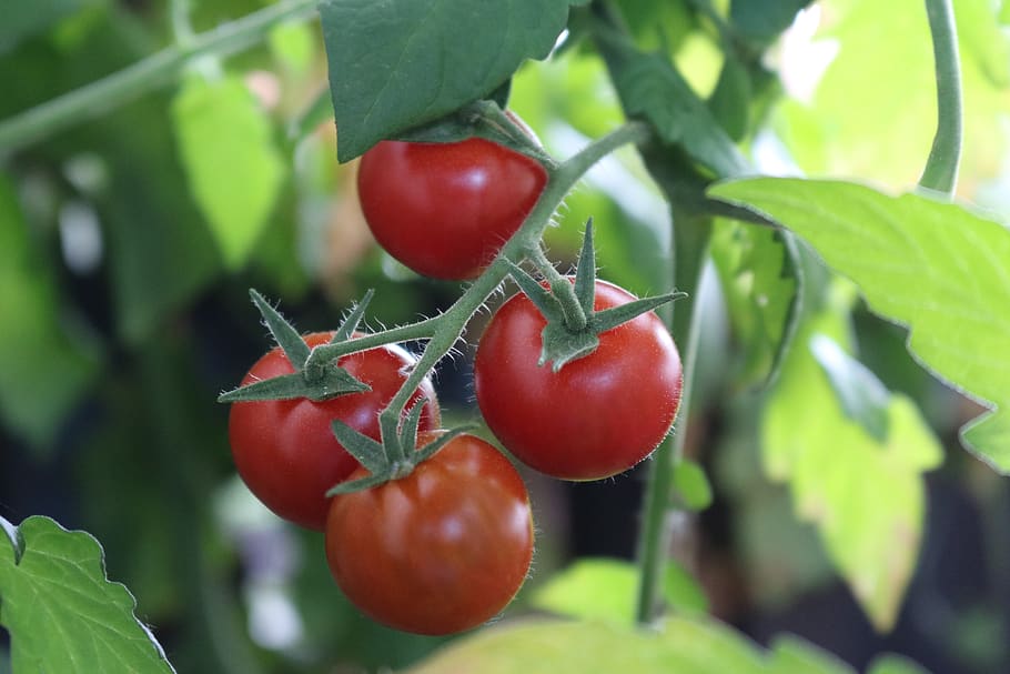 tomates de arbusto, tomates, nachtschattengewächs, verduras, fresco, cultivo de vegetales, comer, huerto, tomatenrispe, arbusto de tomate