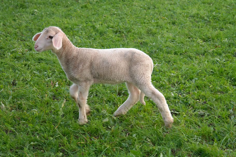 white, sheep, walking, green, grassfield, lamb, animal, pasture, happy, cheerful