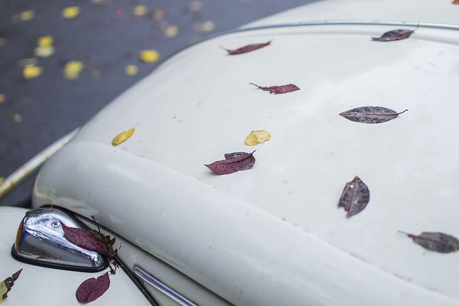 leaves, car, leaf, green, symbol, volkswagen, autumn, vibes, vintage, white