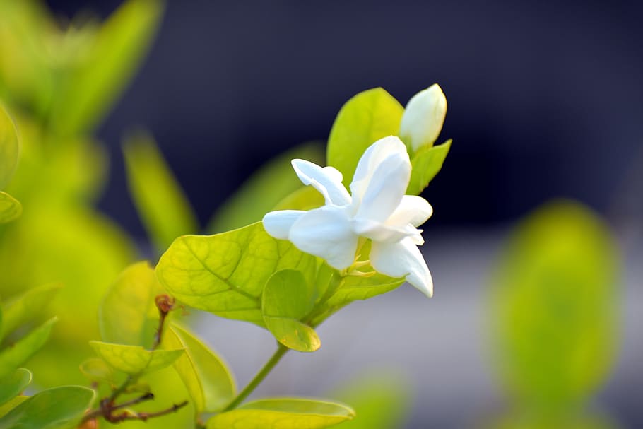 jazmín árabe, jasminum sambac, motia, flor fragante, blanco, flor, planta, frescura, planta floreciendo, belleza en la naturaleza