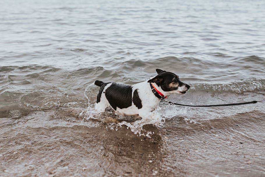 agua, cachorro, mar, animal, natação, animais de estimação, praia, ao ar livre, diversão, canino