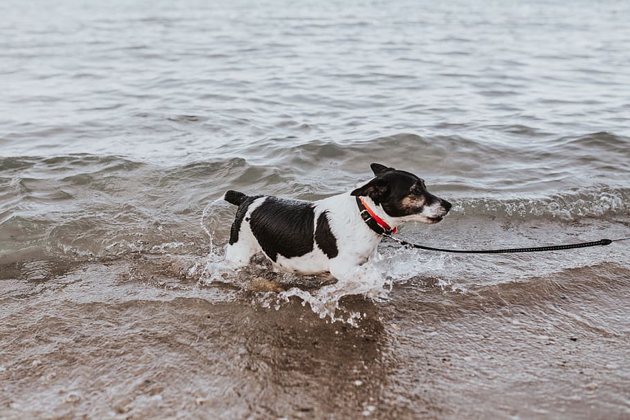 mar, agua, mascota, perrito, natación, nadar, perro, nacional, mascotas, canino