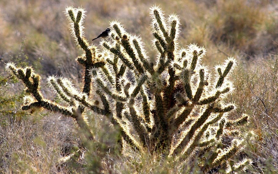 green plant, shimmer, bird, cactus, desert, mojave, sunlit, landscape, sun, dry