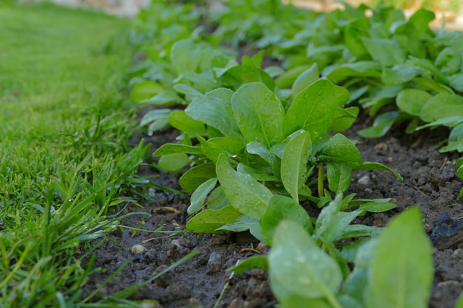 spinach, soil, ground, vegetables, healthy, lawn, cultivation, growth, green color, plant