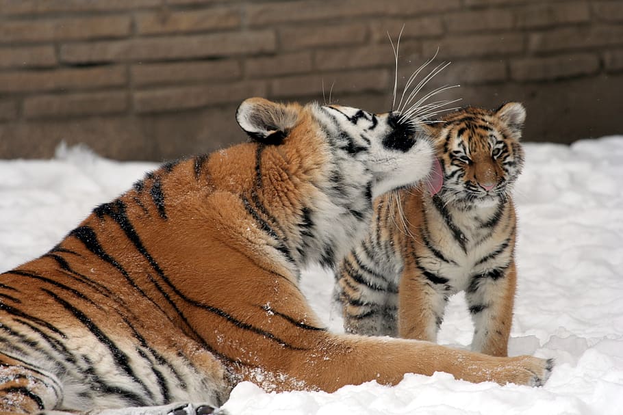 tiger, cub, snow field, mother, snow, big cats, predator, wildlife, stripes, zoo