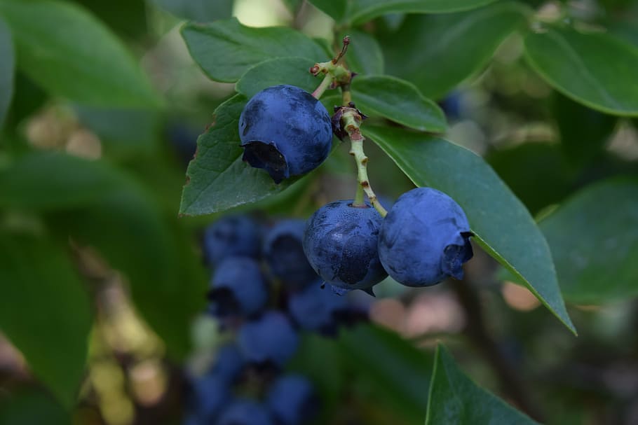 fotografi, biru, beri, blueberry, buah, sehat, segar, alam, musim panas, alami