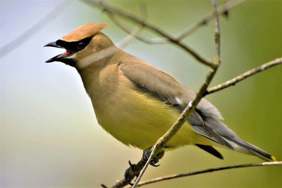 bird, cedar waxwing, perched, open mouth, black mask, peachy brown head, pale yellow, belly, black eyes, waxwing