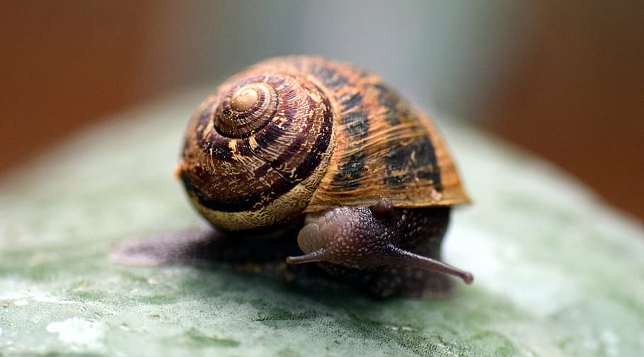 snail, shell, close, nature, macro, housing, mollusk, backwards, look around, slowly