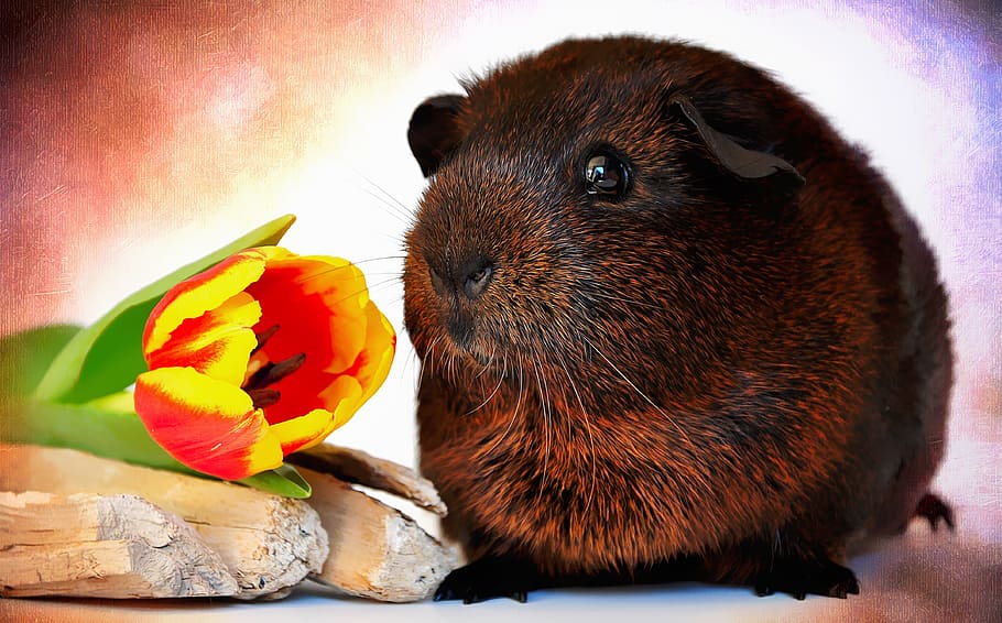guinea pig, smooth hair, gold agouti, pet, rodent, nager, animal, portrait, tulip, flower