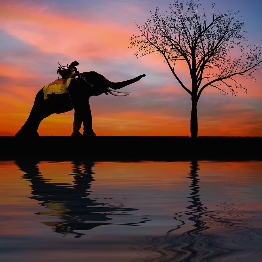 fotografía de silueta, elefante, alcanzando, árbol, durante el día, silueta, niños, familia, asiento, puesta de sol