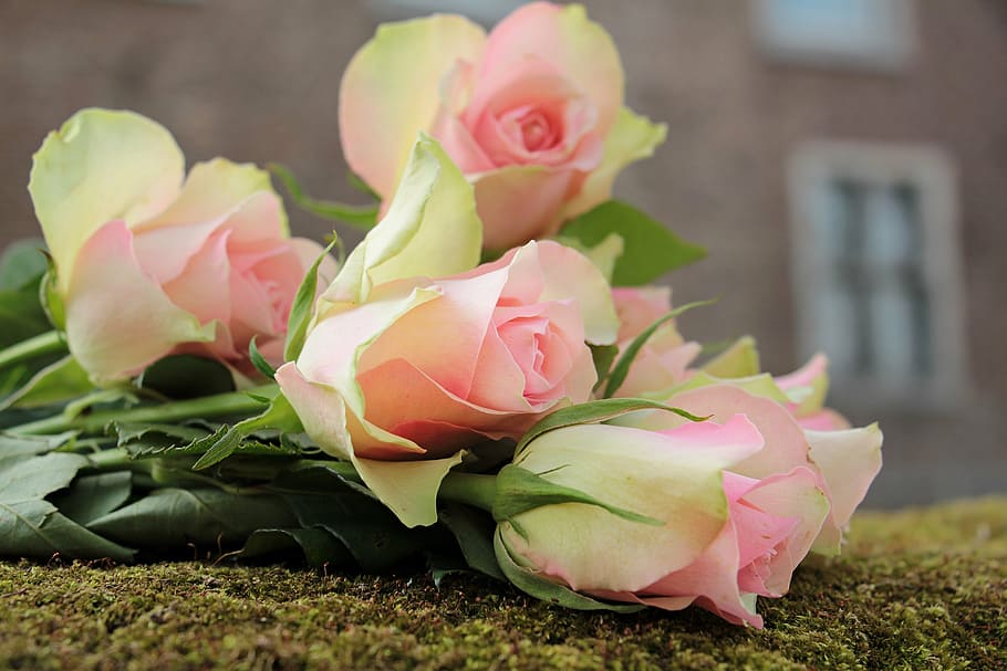 rosa, rosas, verde, campo, rosas nobles, flores, rosas rosadas, rosa  precioso roden, flor color de rosa, romántico | Pxfuel