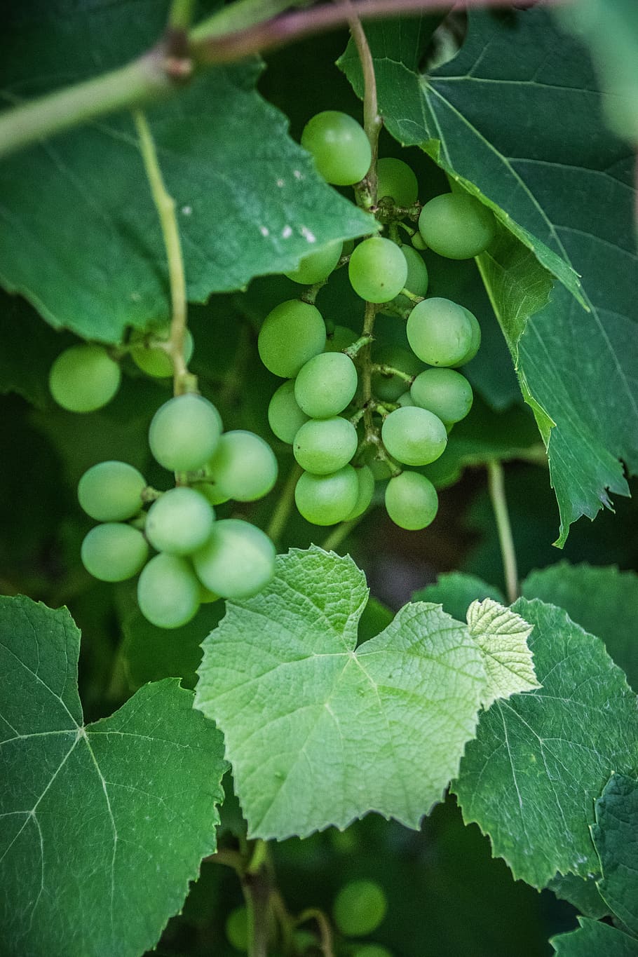 grape, wine, the grapes, grapevine, viticulture, vineyard, green, berry, leaf, plant part