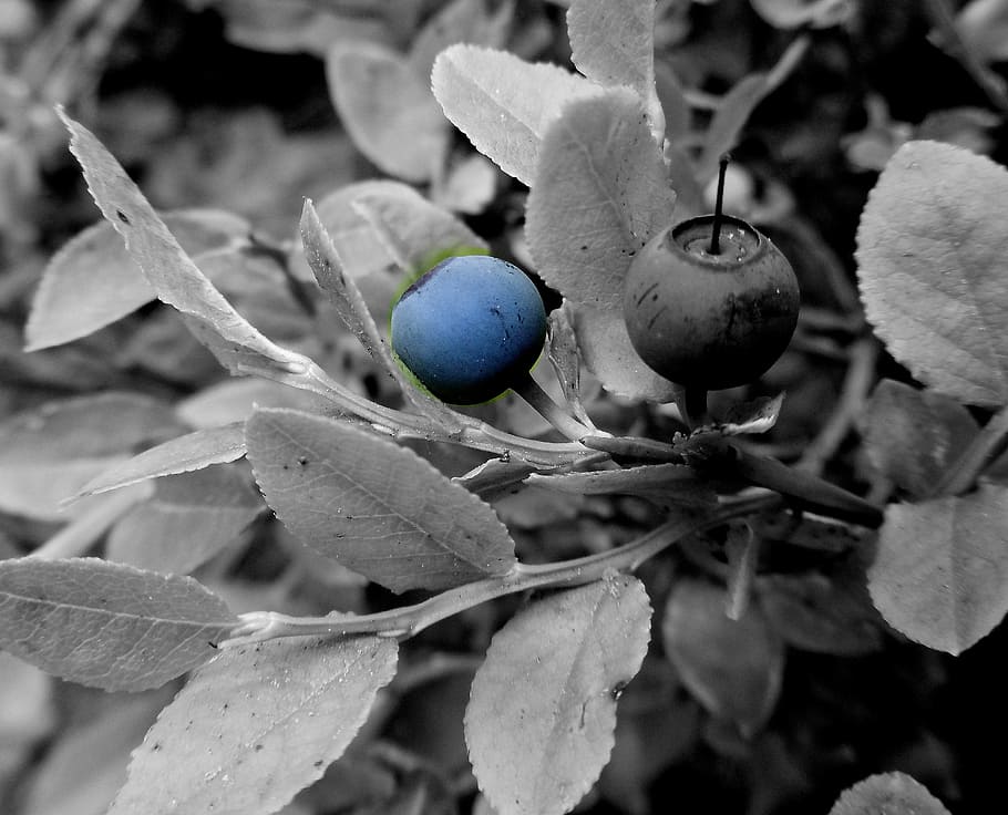 blueberry, boroviní, blue, forest, blueberries, berry, monochrome, fruits, nature, leaf