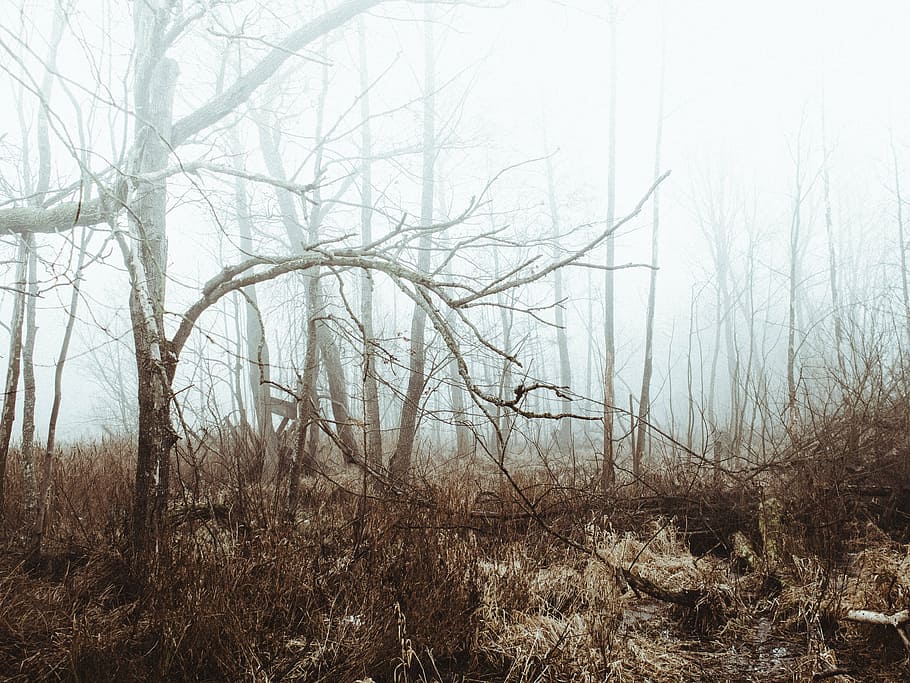 landscape photo, brown, trees, grass, daytime, bare, fog, forest, woods, nature