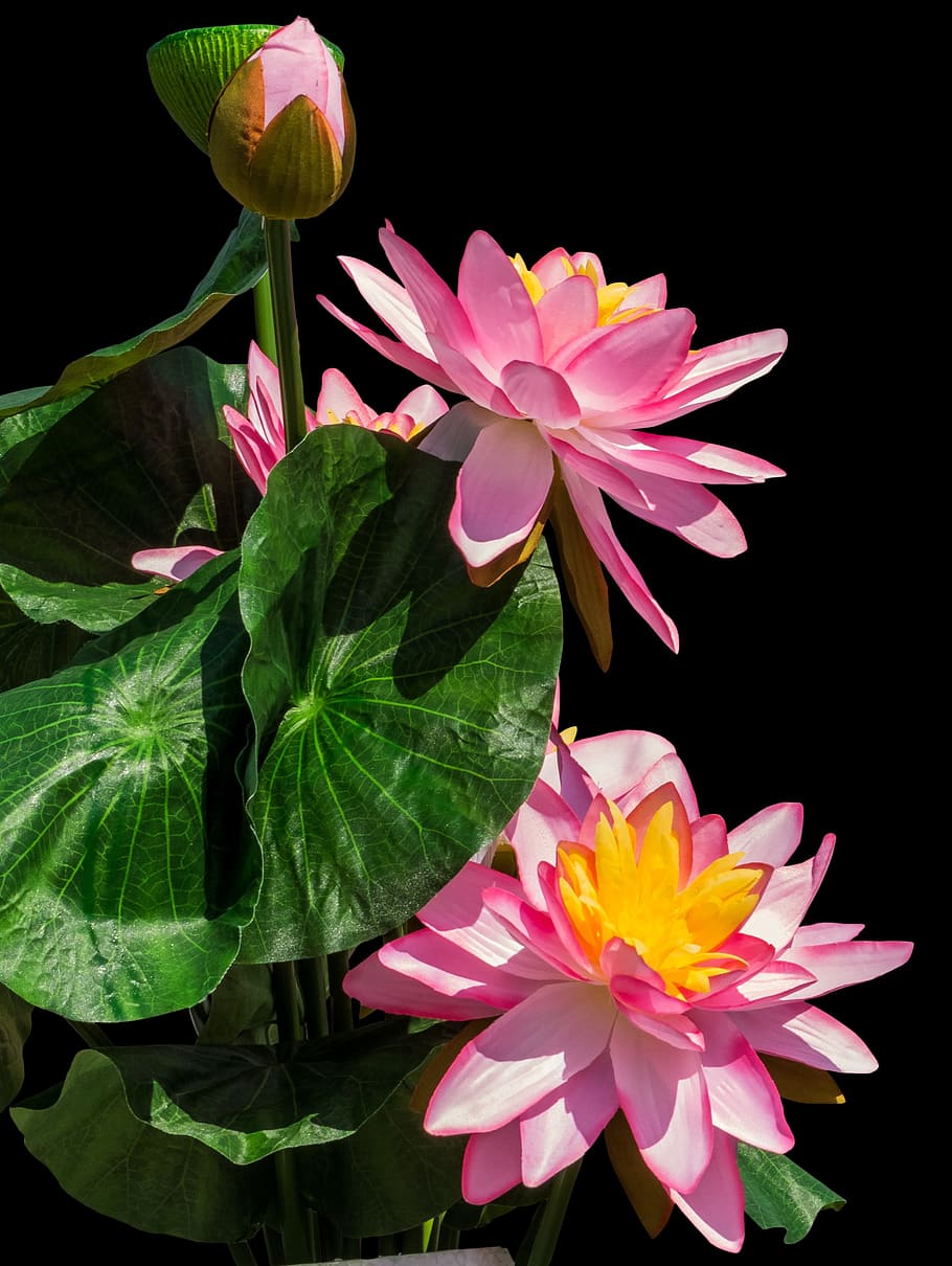 close-up photo, pink, waterlily flowers, Lotus Flowers, Lotus Flower, lotus, water flower, flower, petal, flower head