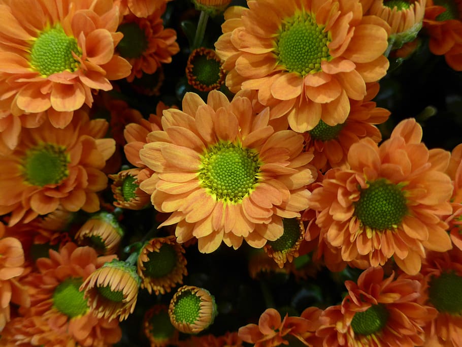 Chrysanthemum, Flower, Orange, flowers, floristry, flower binding, close, schnittblume, close-up, underwater