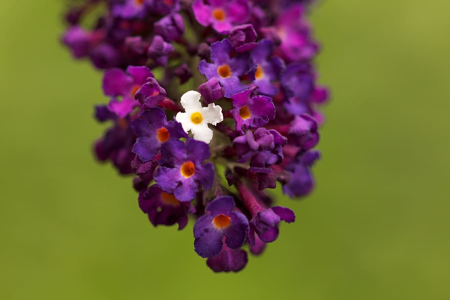 ungu, mekar, violet, bunga, musim panas, tanaman, harum, tanaman berbunga, kesegaran, kerapuhan