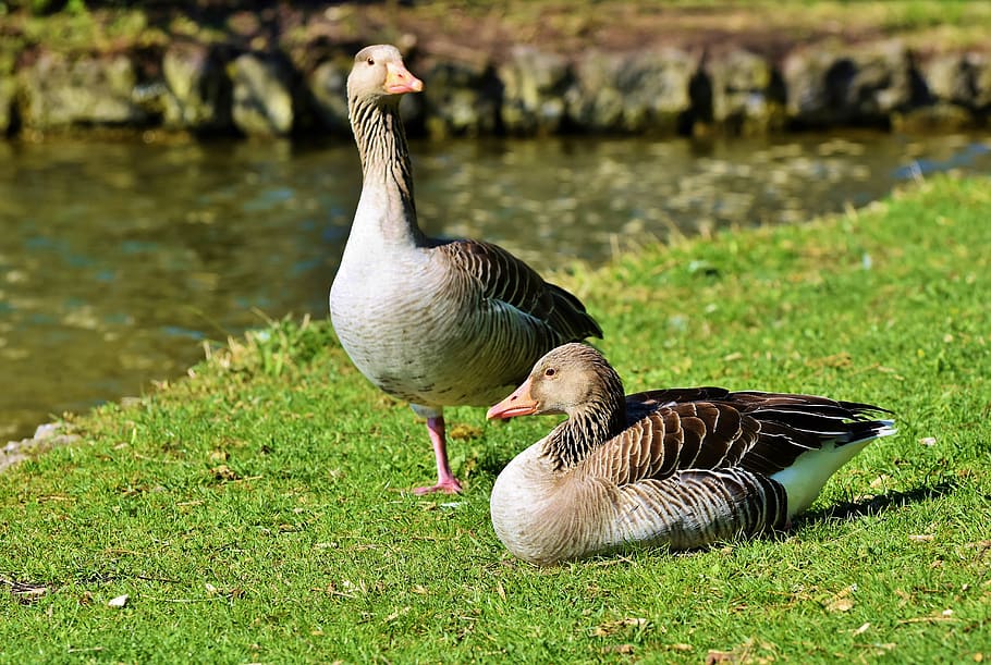 goose, greylag goose, wild goose, water bird, wild bird, migratory bird, pond, water, animal, bird