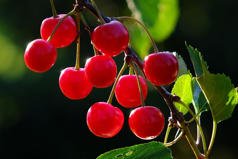 superficial, fotografía de enfoque, rojo, cerezas, cereza, rama, fruta, frutas, árbol, naturaleza