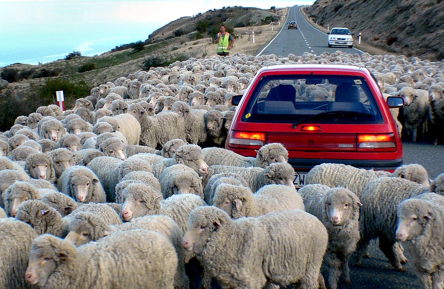 田舎, 道路, ニュージーランド, 車両, 中, 羊, 家畜, 動物群, 哺乳類, 動物の大群