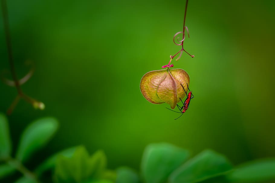 bug, insert, leaf, garden, nature, green, green color, plant, close-up, growth