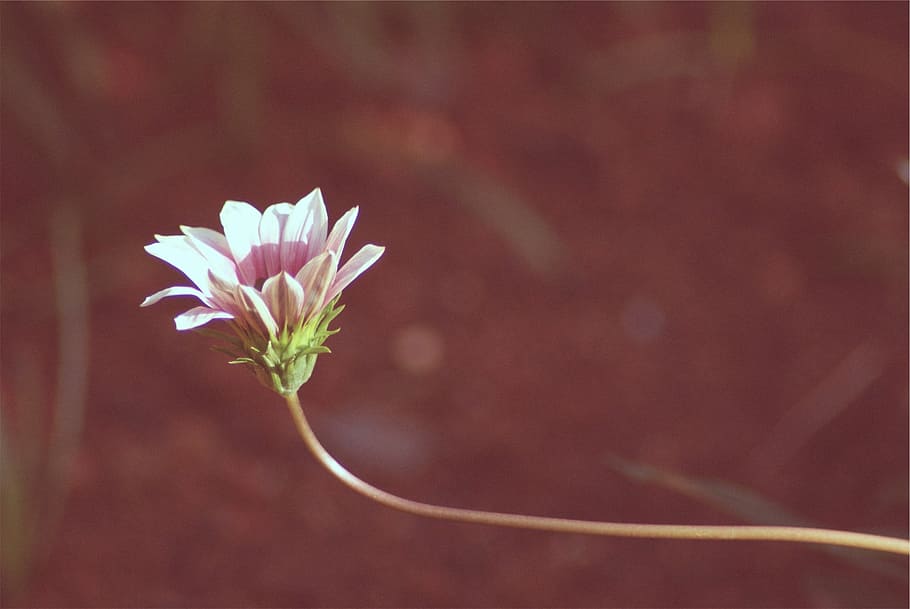 selective, focus photo, pink, daisy, bloom, focus, photography, white, flower, growth