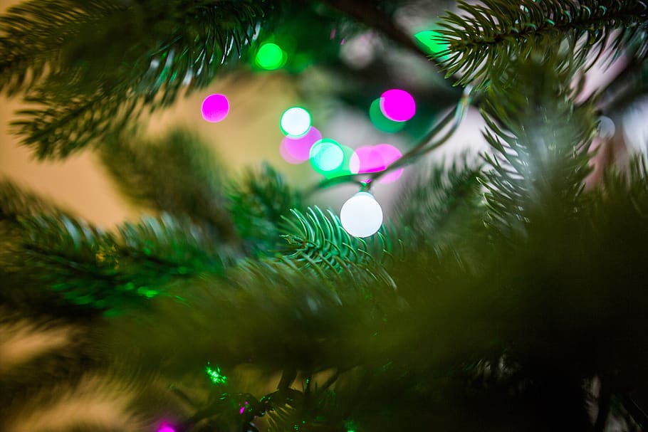 árbol, luces, decoraciones, adornos, festivos, vacaciones, árbol de Navidad, Navidad, celebracion, fiesta
