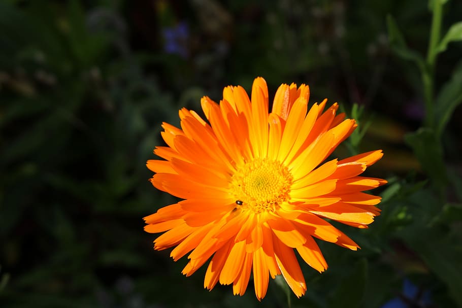 Marigold, Orange, Gardening, Calendula, close, medicinal plant, summer flower, flower, blossom, bloom