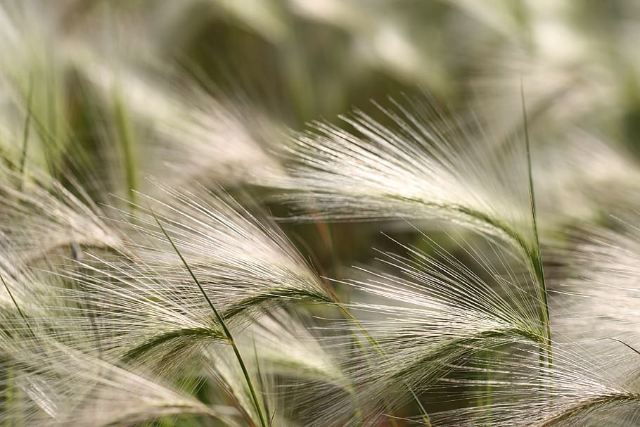 tall, grass, background, field, seed, growth, close up, natural, pattern, nature