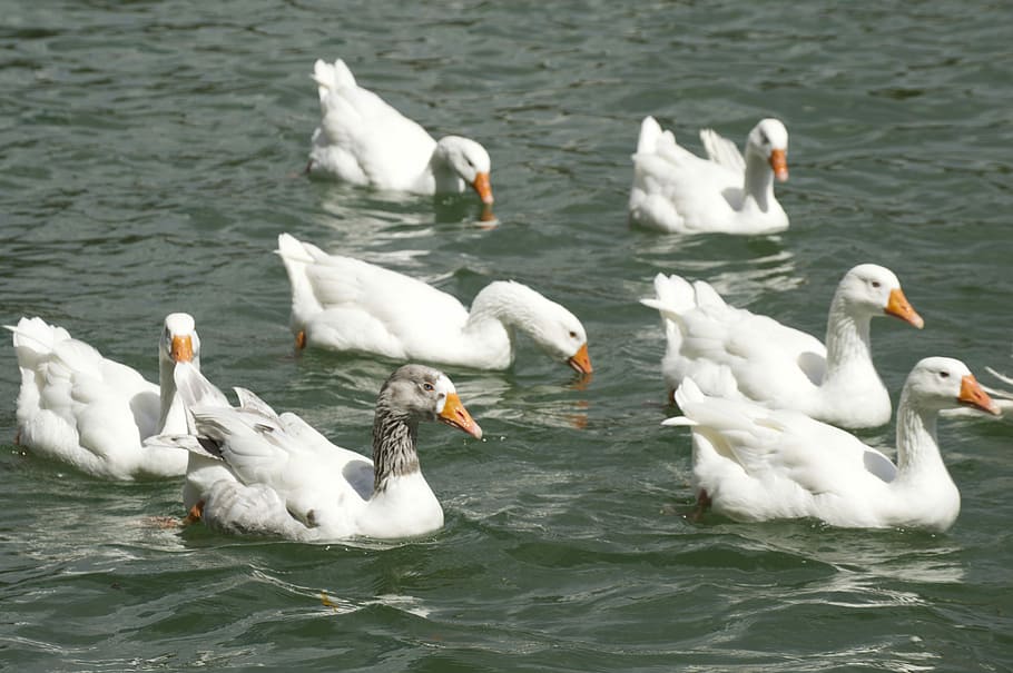 Geese, Water, Nature, Bird, Wildlife, goose, animal, wild, lake, swimming